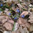 Blümchen